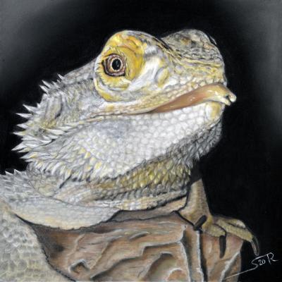 T107 le pogona